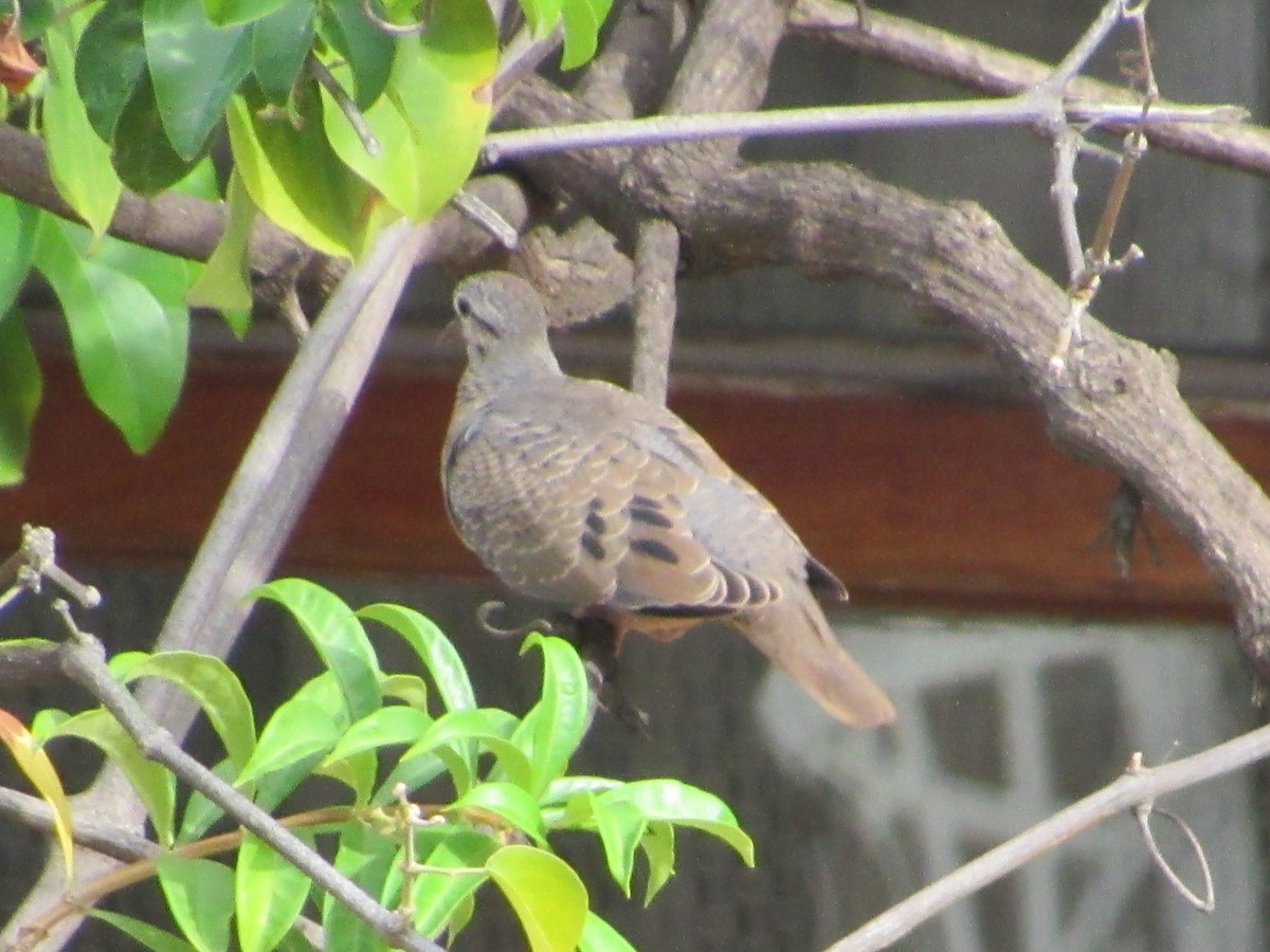 Eared Dove - ML352845891