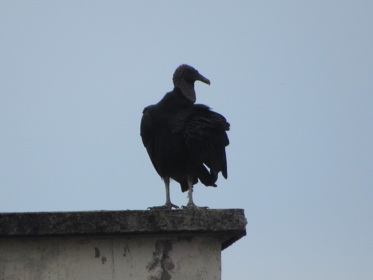 Black Vulture - ML352846051