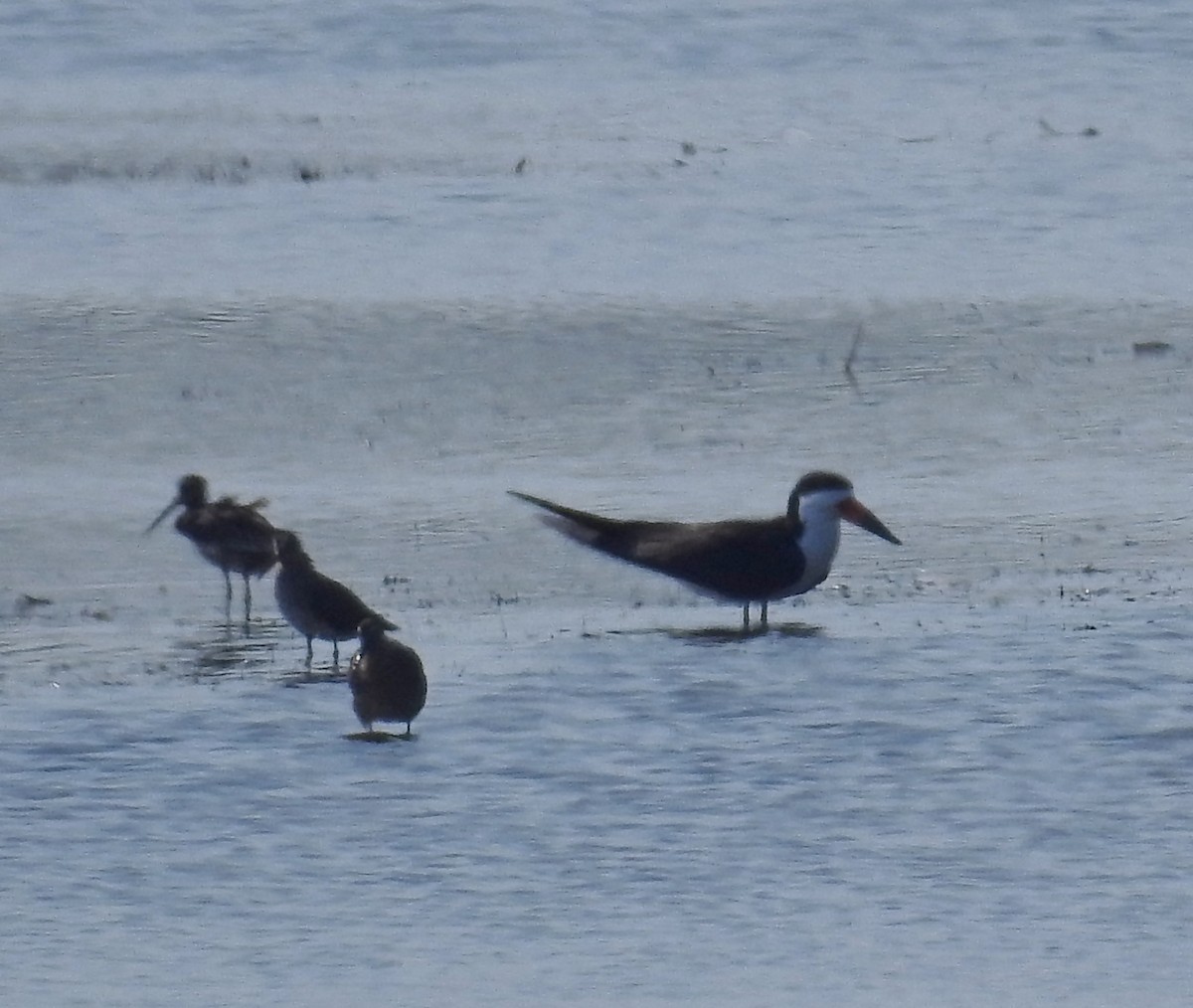 Black Skimmer - ML352847561