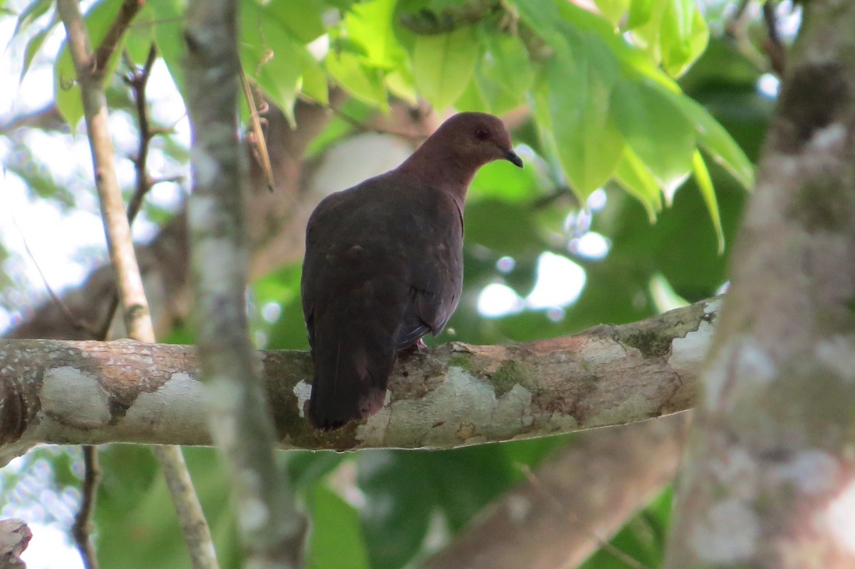 Ruddy Pigeon - ML352847851