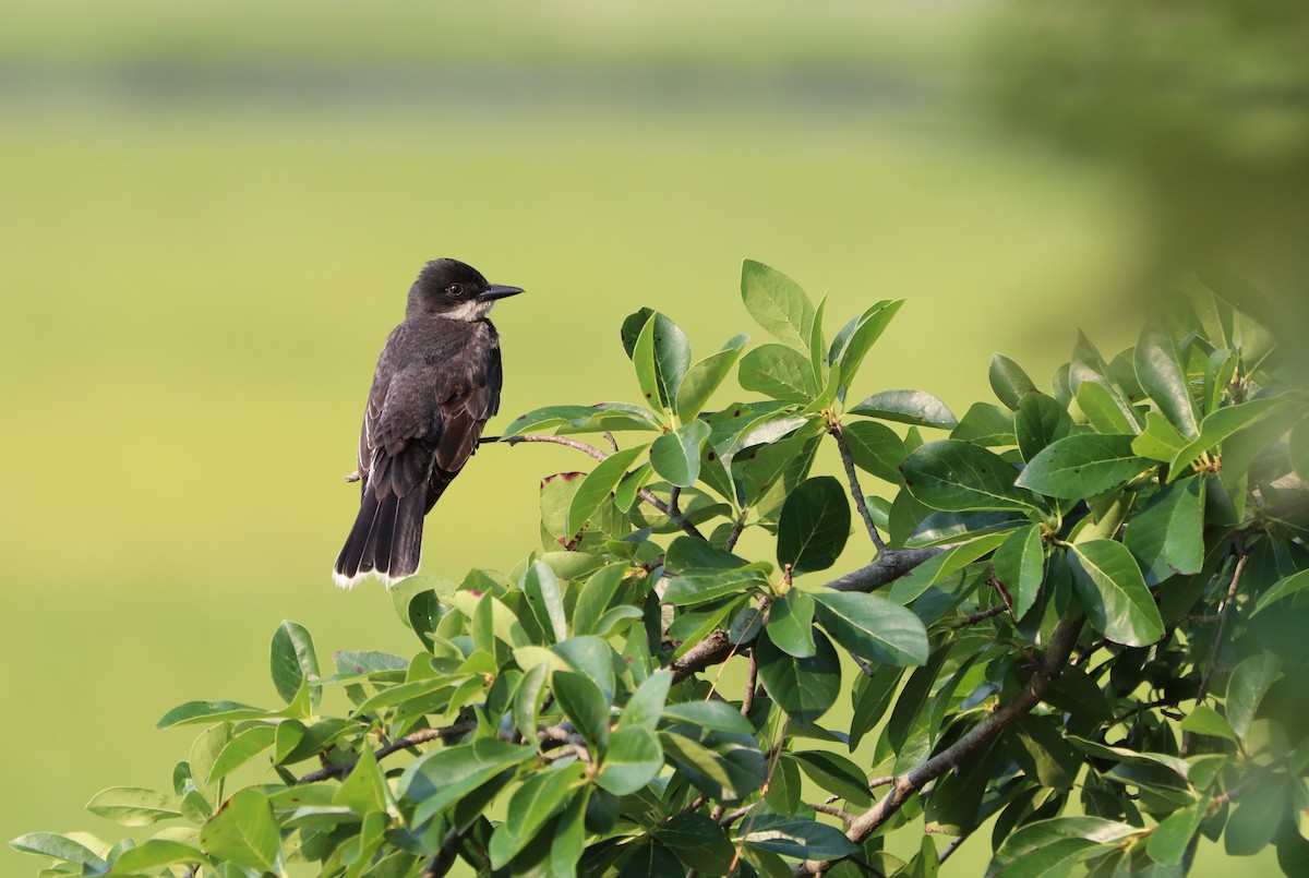 Eastern Kingbird - ML352848821