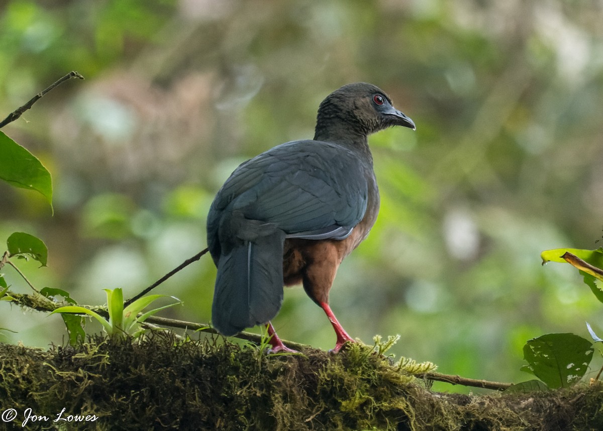 Sickle-winged Guan - ML352849331