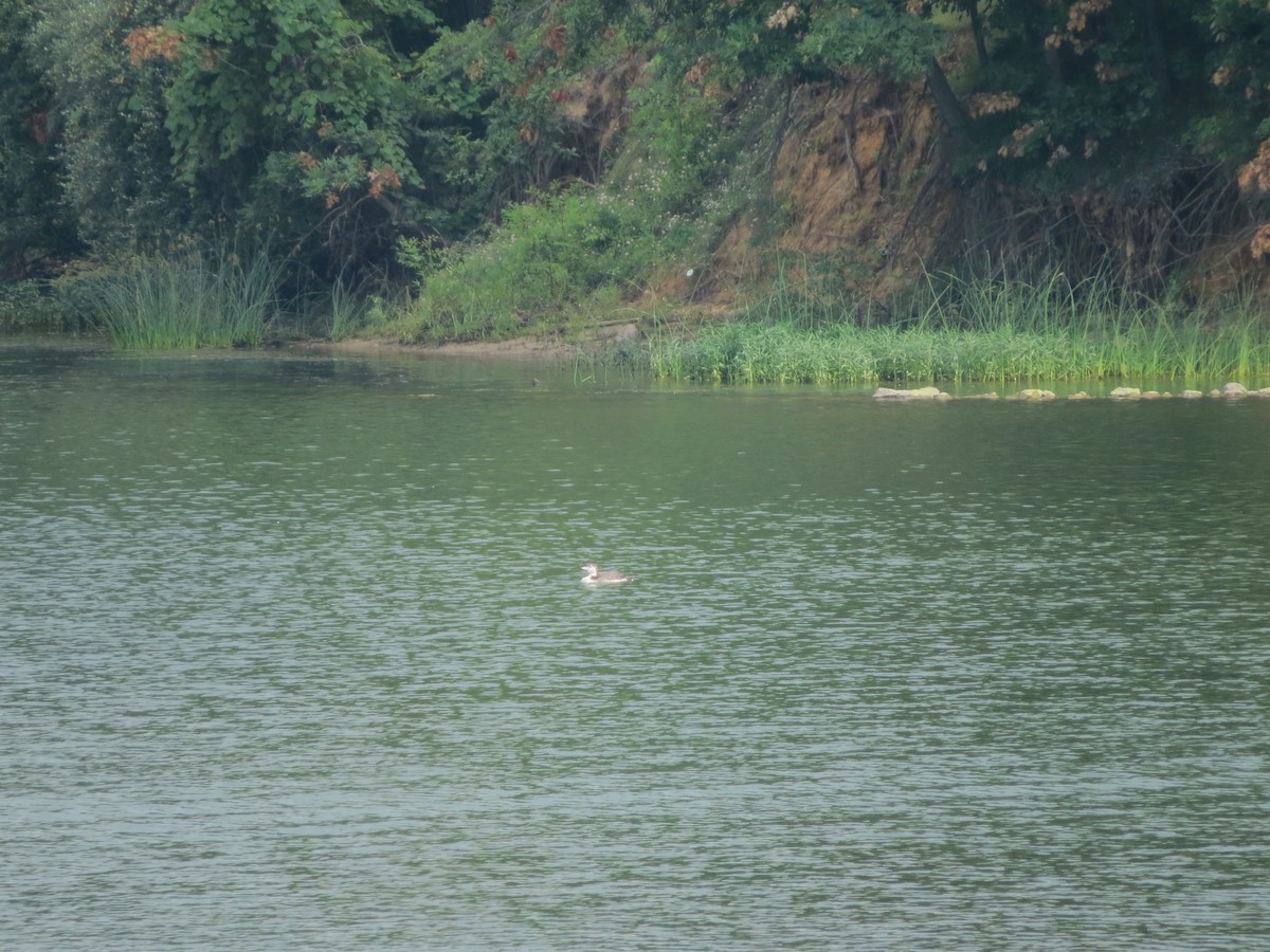Plongeon huard - ML352850621