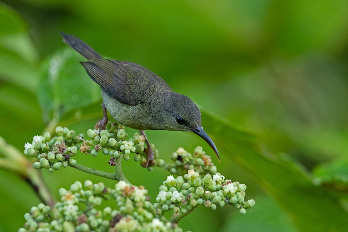 Crimson Sunbird - ML352851461