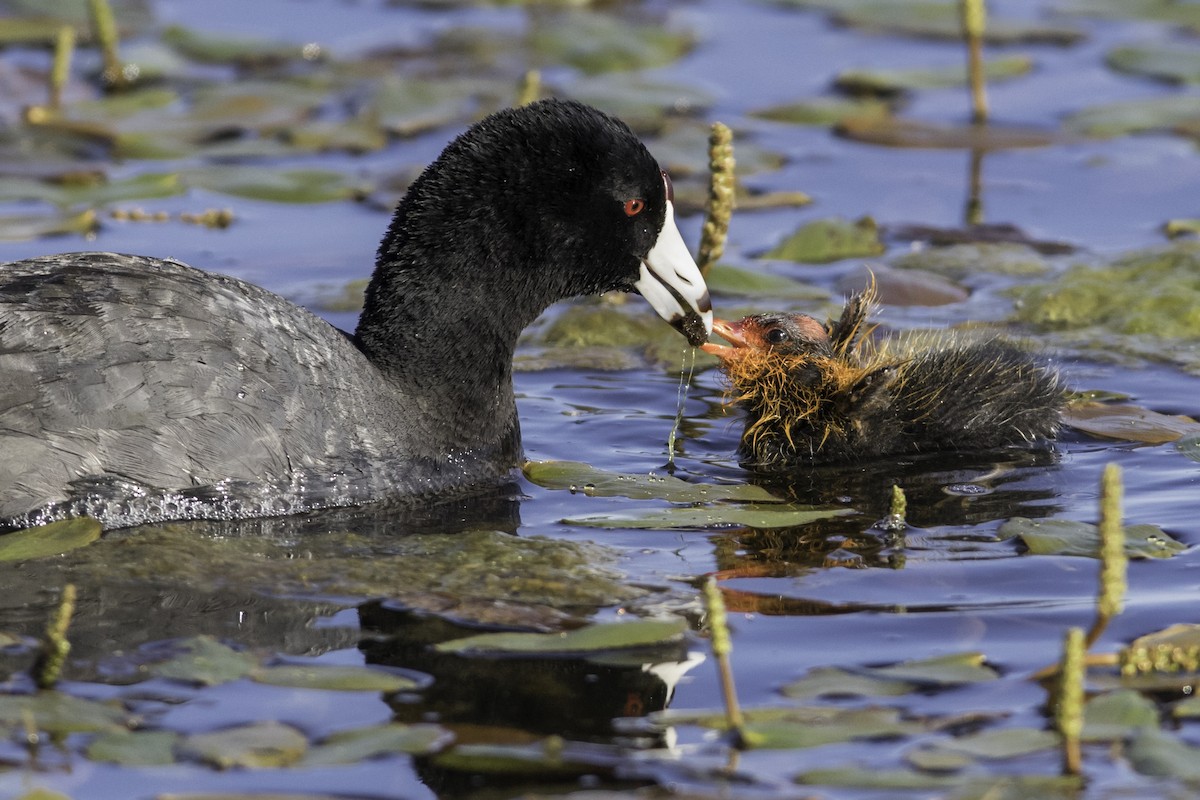 American Coot - ML352852121