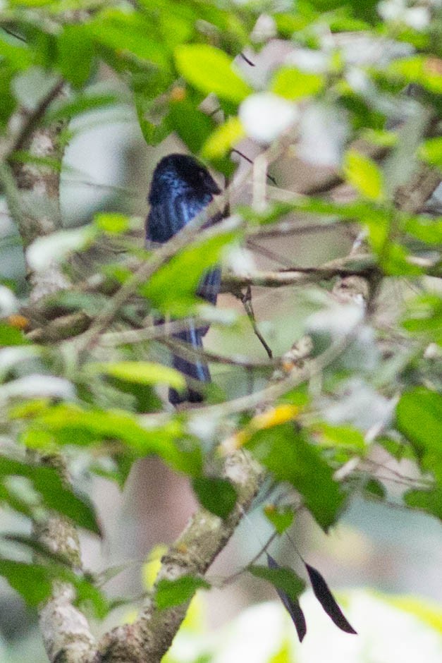 Lesser Racket-tailed Drongo - ML352855481