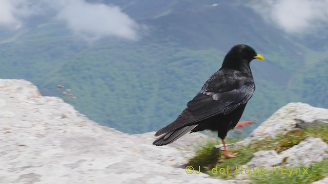 Yellow-billed Chough - ML352856791