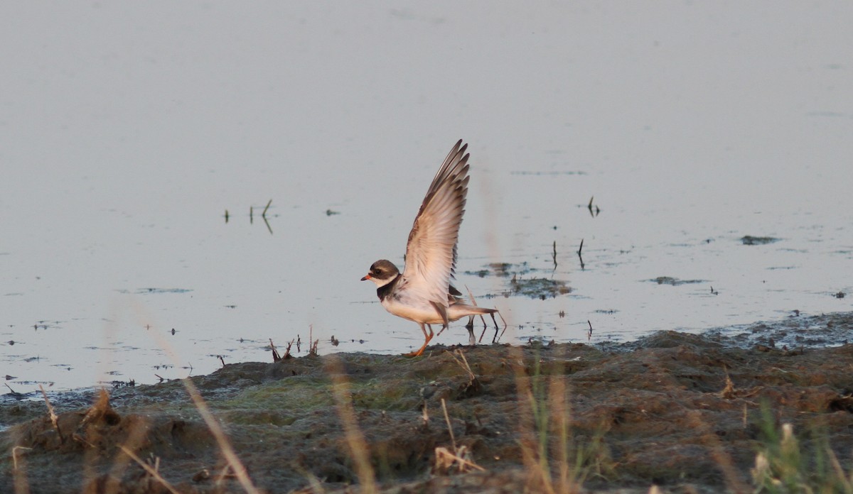 Semipalmated Plover - Tom Beeke