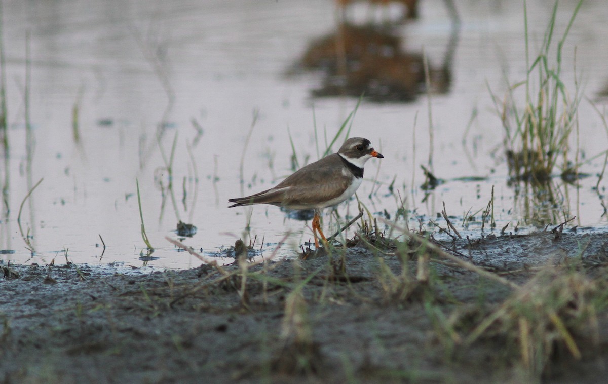 Semipalmated Plover - Tom Beeke