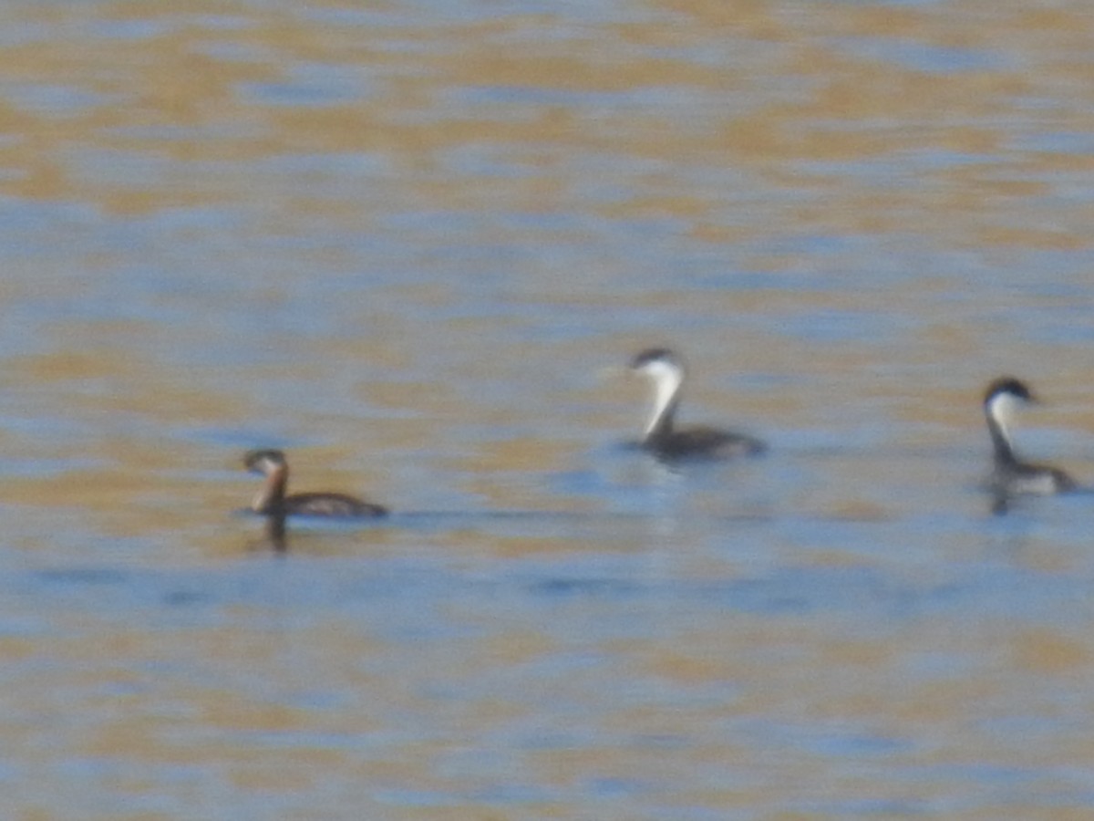 Murgil lepagorria - ML35285851