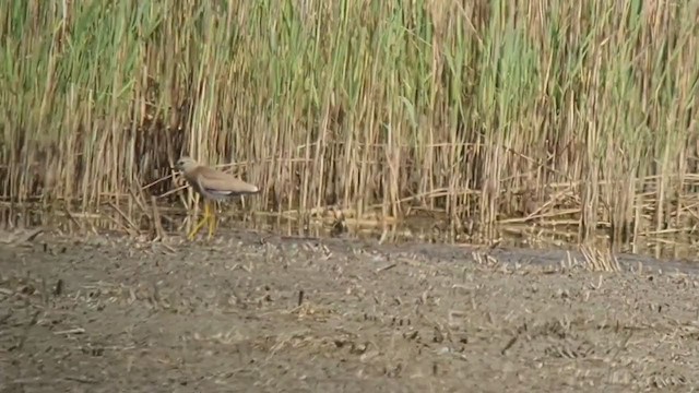 White-tailed Lapwing - ML352859011