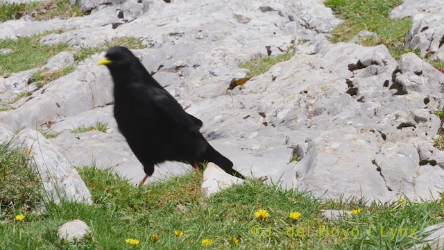 Yellow-billed Chough - ML352859441