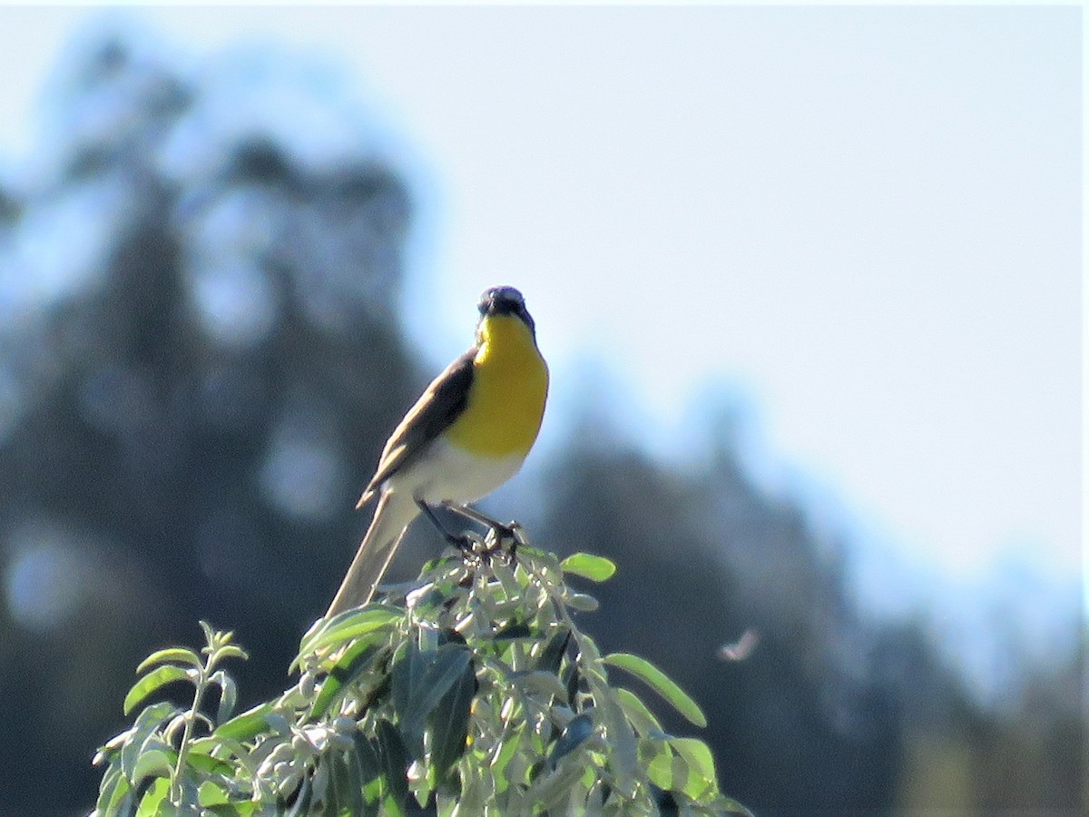 Yellow-breasted Chat - ML352860641
