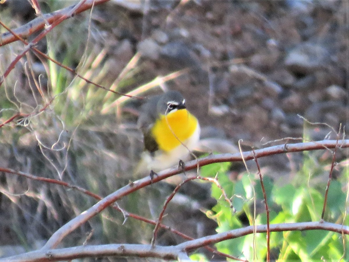 Yellow-breasted Chat - ML352860651