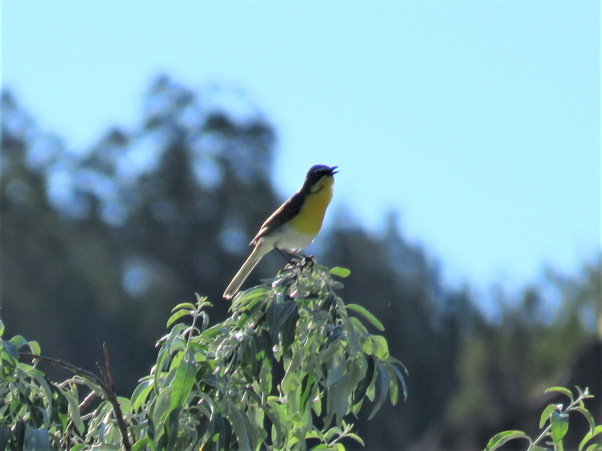 Yellow-breasted Chat - ML352860661