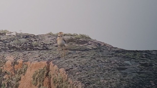 עפרוני פסגות - ML352861391