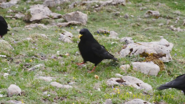 Yellow-billed Chough - ML352862101