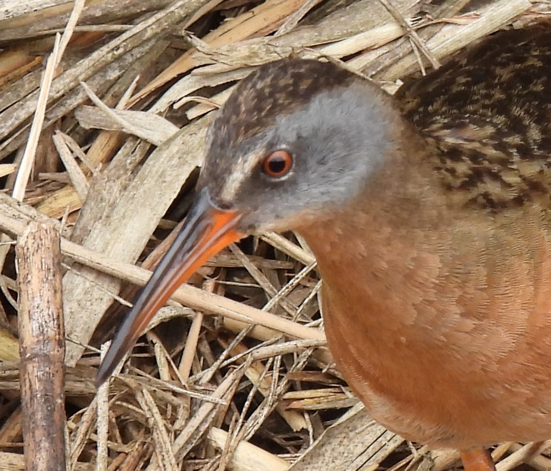 Virginia Rail - ML352863391