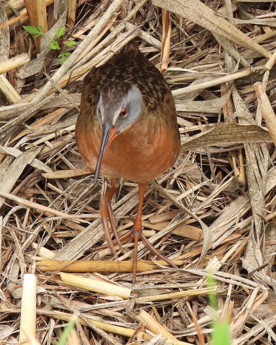 Virginia Rail - ML352863441