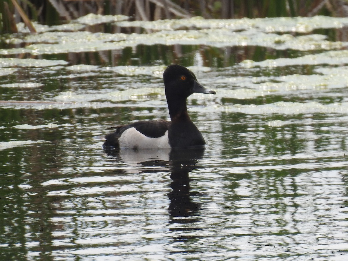 Ring-necked Duck - ML352863731