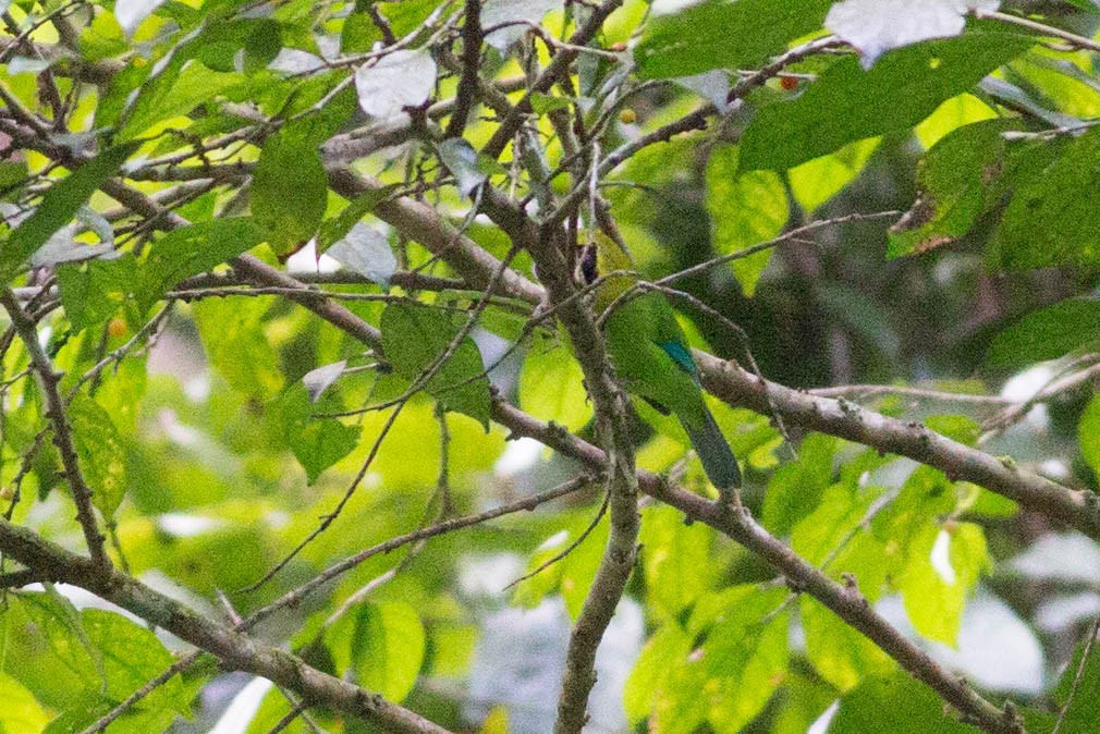 Blue-winged Leafbird - ML352869631