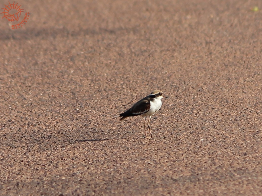 Black-fronted Dotterel - ML35286981