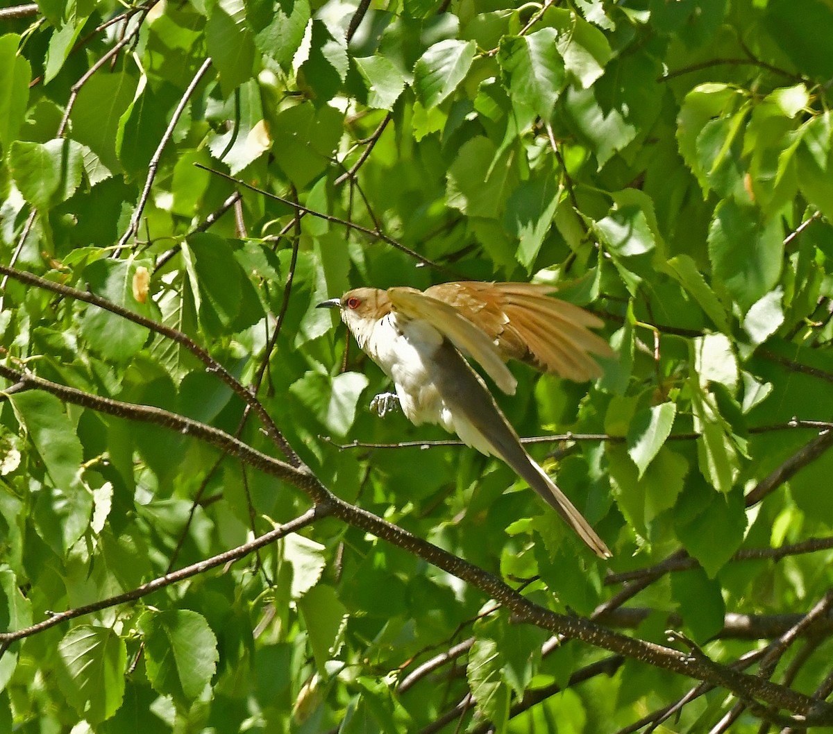 Black-billed Cuckoo - ML352870661