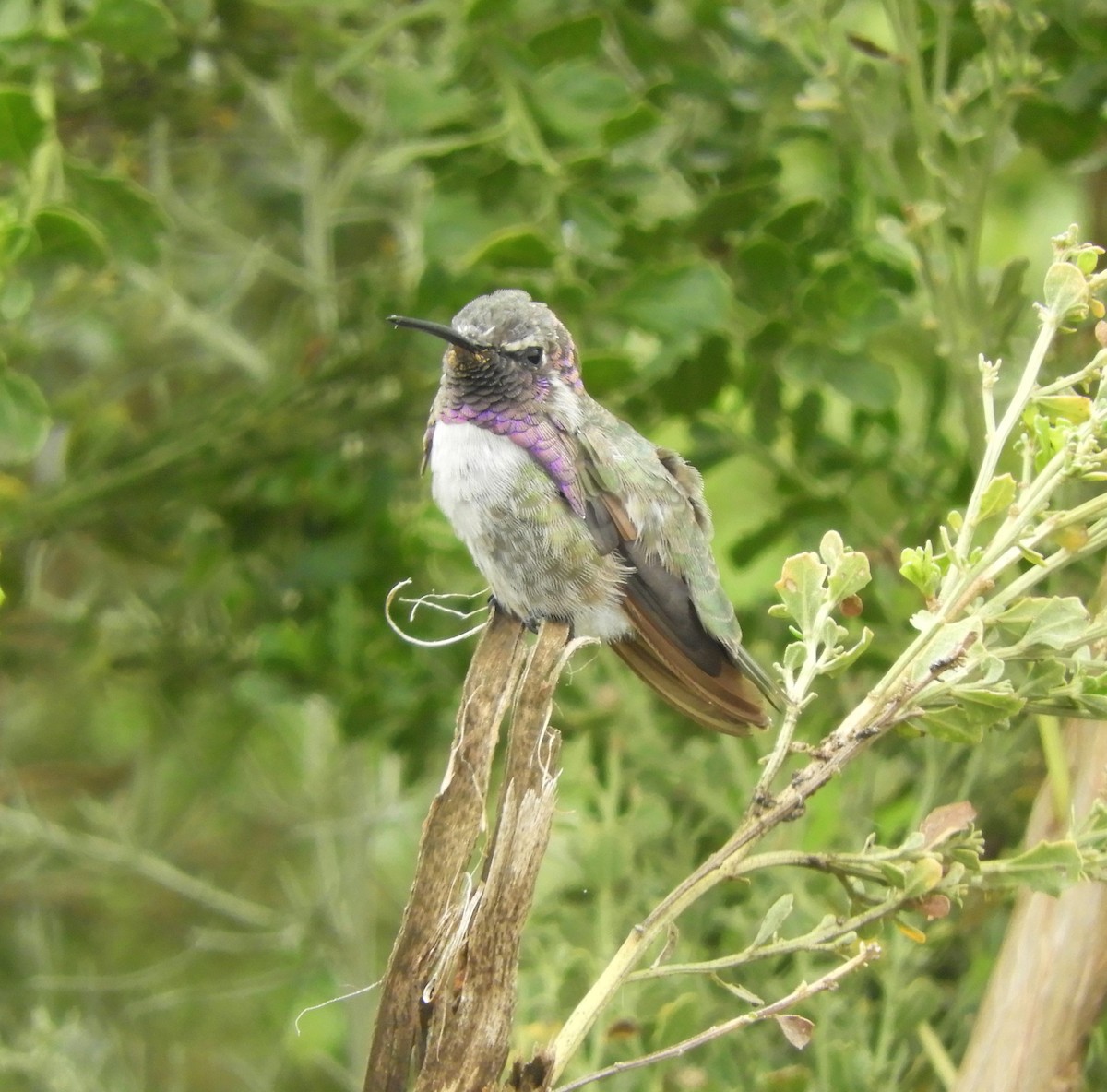 Costa's Hummingbird - ML352872341