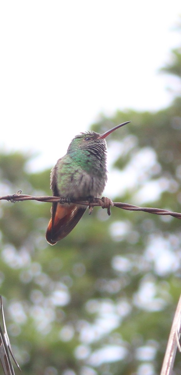 Rufous-tailed Hummingbird - ML352872461