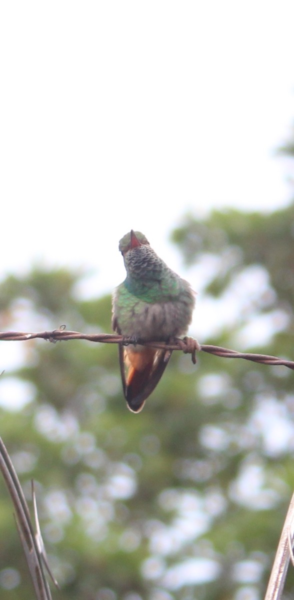 Rufous-tailed Hummingbird - ML352872471