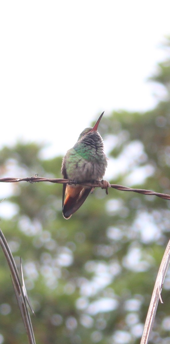 Rufous-tailed Hummingbird - ML352872481