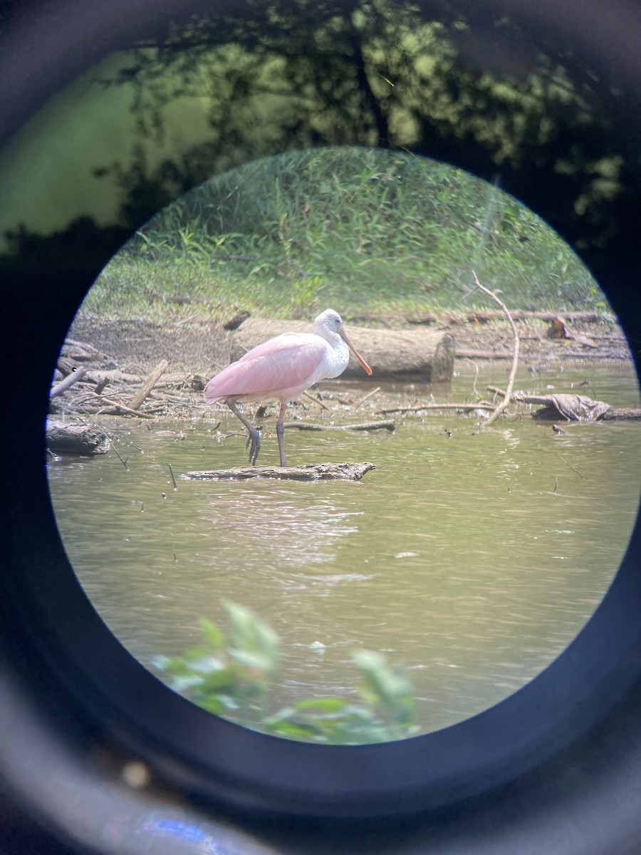 Roseate Spoonbill - ML352872611