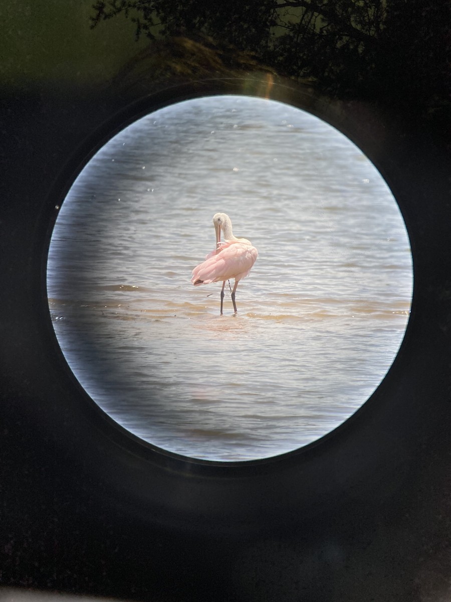 Roseate Spoonbill - ML352872631