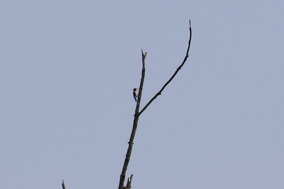 Red-headed Woodpecker - Joe Baldwin