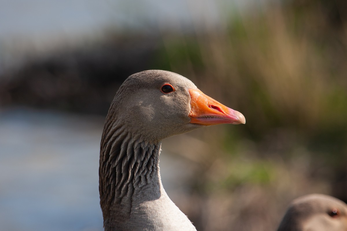 Graylag Goose - ML352873791