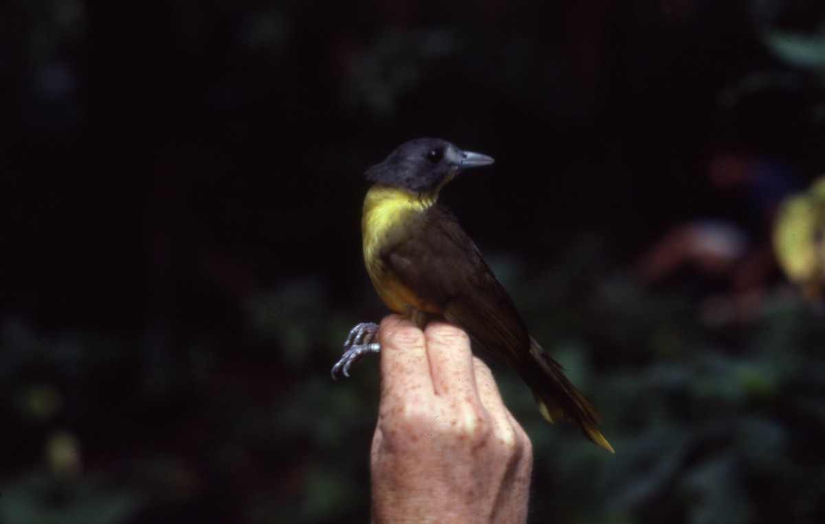 Gray-headed Bristlebill - ML35287451