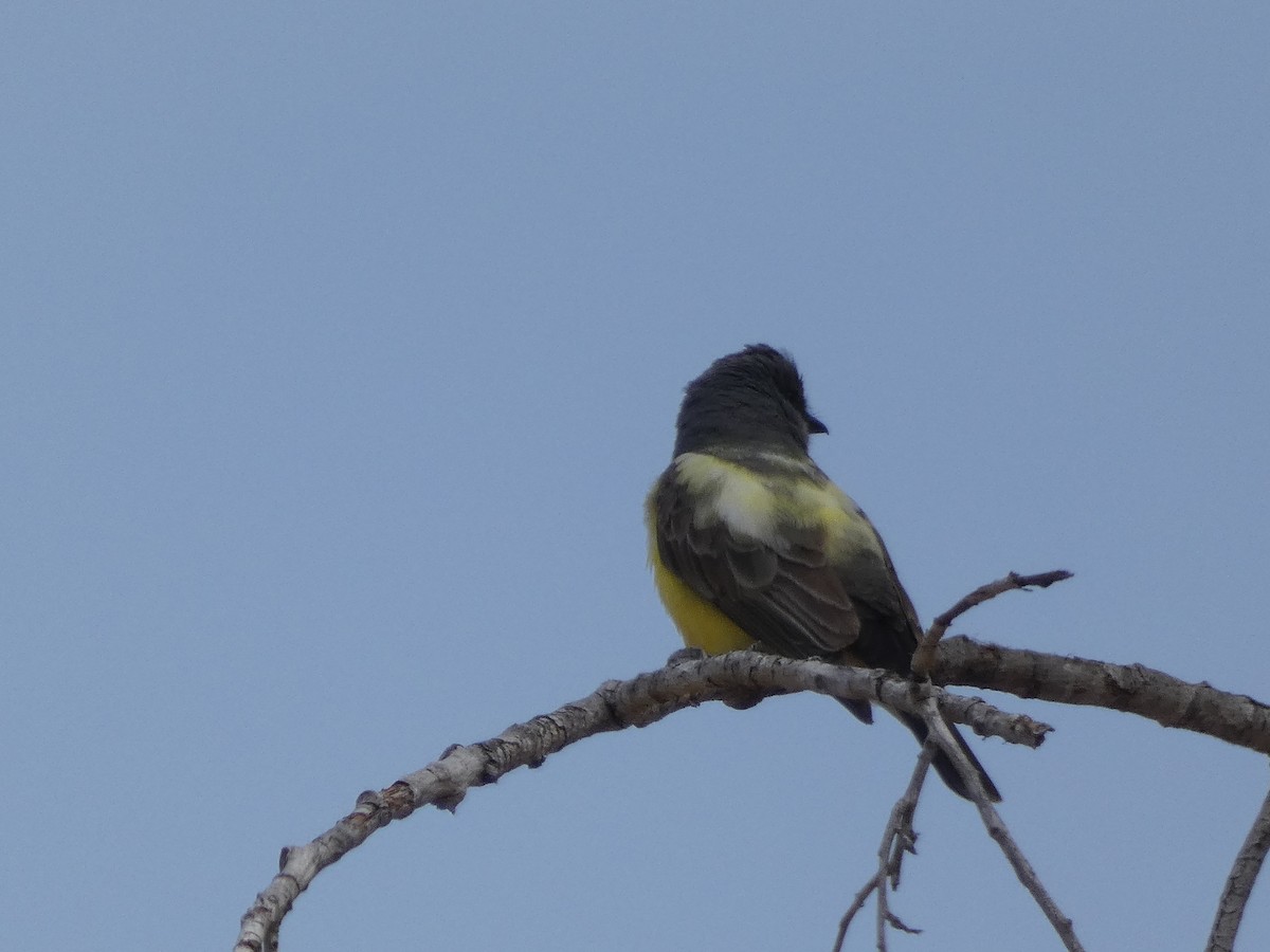 Cassin's Kingbird - ML352875511
