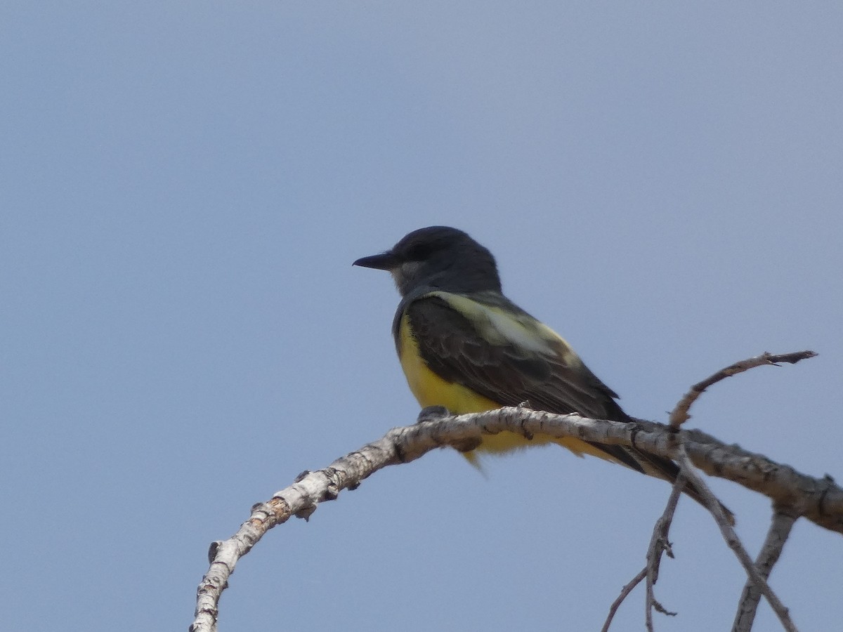 Cassin's Kingbird - ML352875801