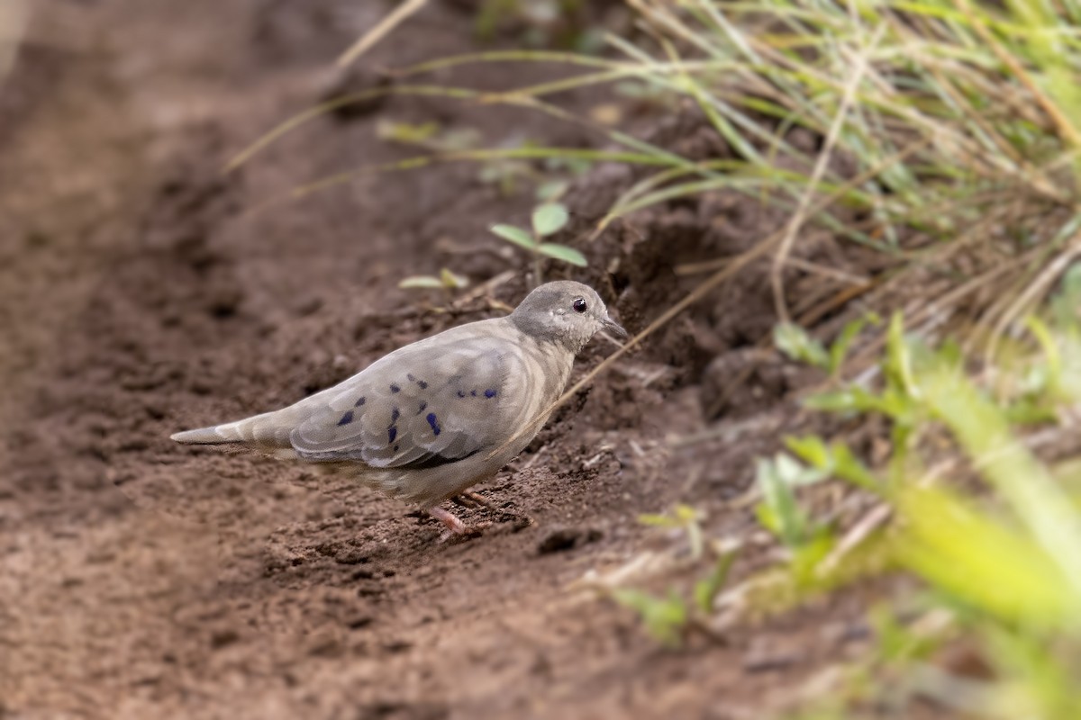 Plain-breasted Ground Dove - ML352876541