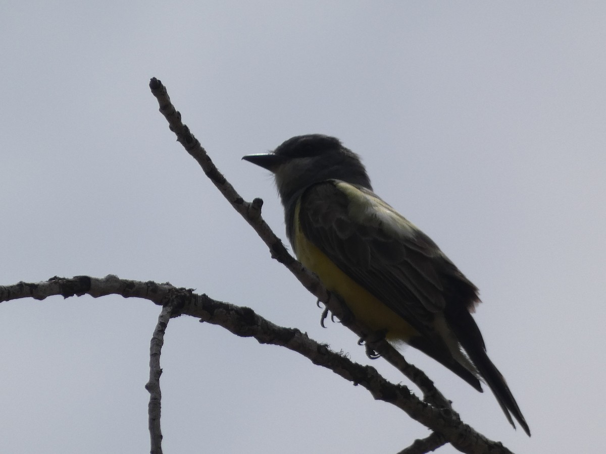 Cassin's Kingbird - ML352876571
