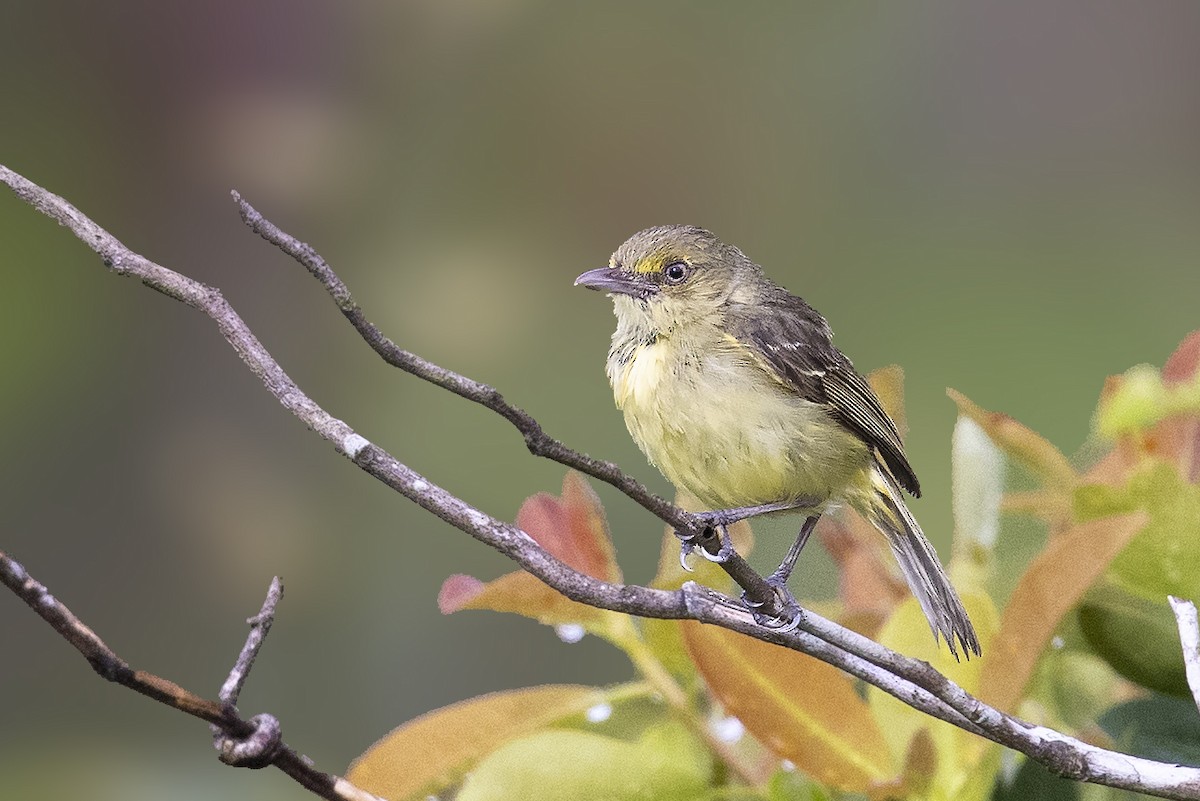 Mangrove Vireo (Northern Central America) - Bradley Hacker 🦜