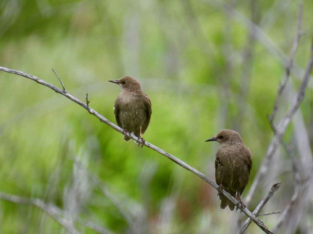 European Starling - Francois Sigouin