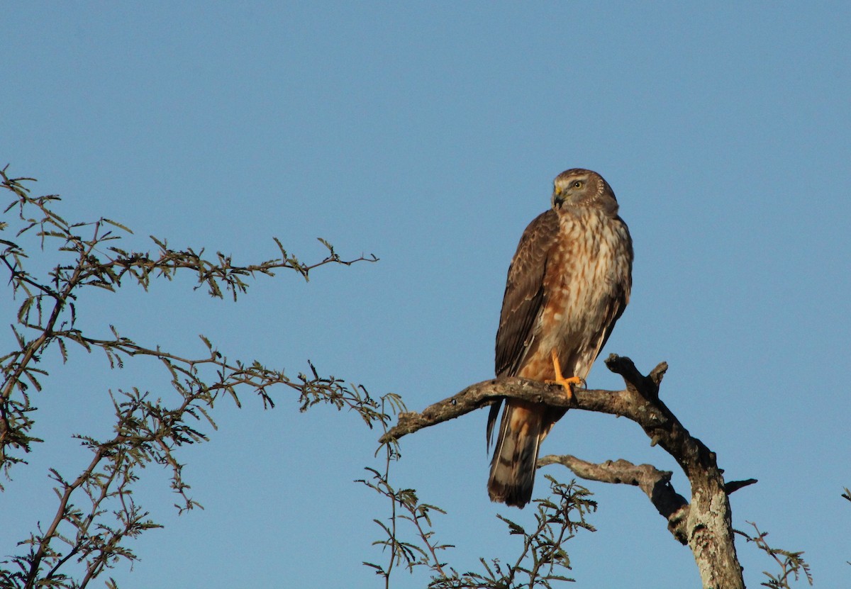 Cinereous Harrier - Guillermo Treboux