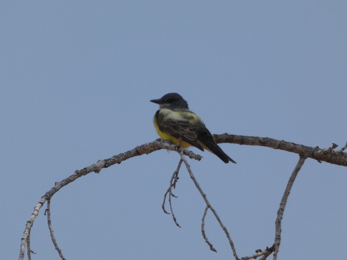 Cassin's Kingbird - ML352877481