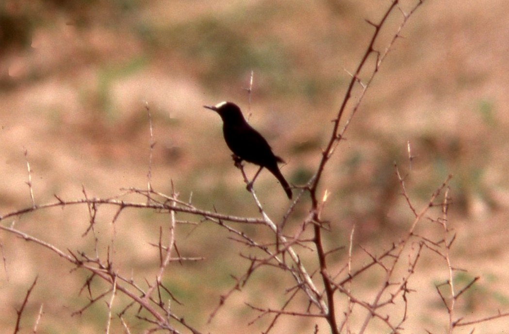 White-fronted Black-Chat - ML35287781