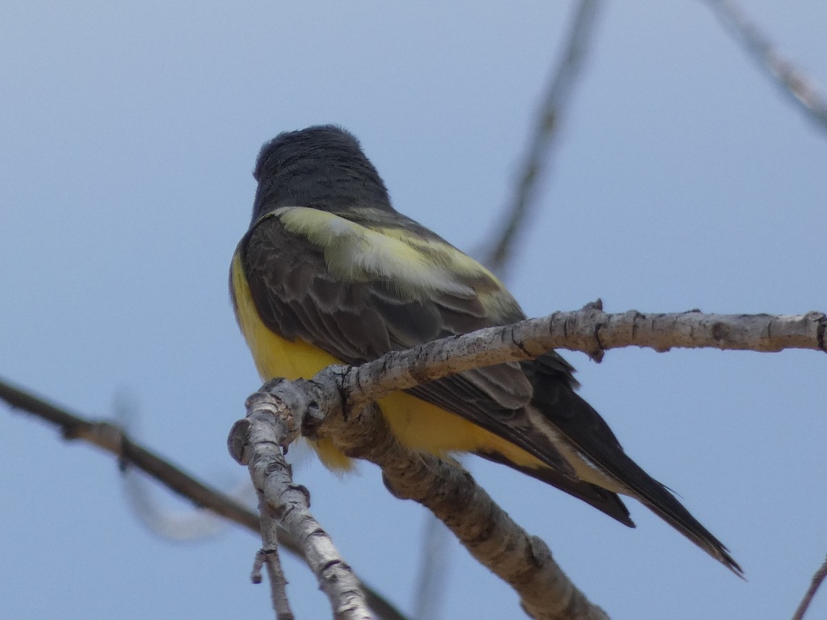 Cassin's Kingbird - ML352878351