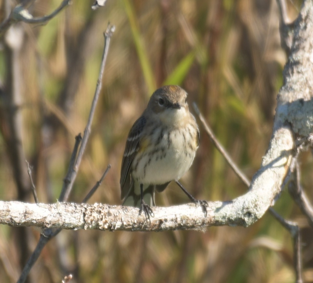 Yellow-rumped Warbler - ML352878431