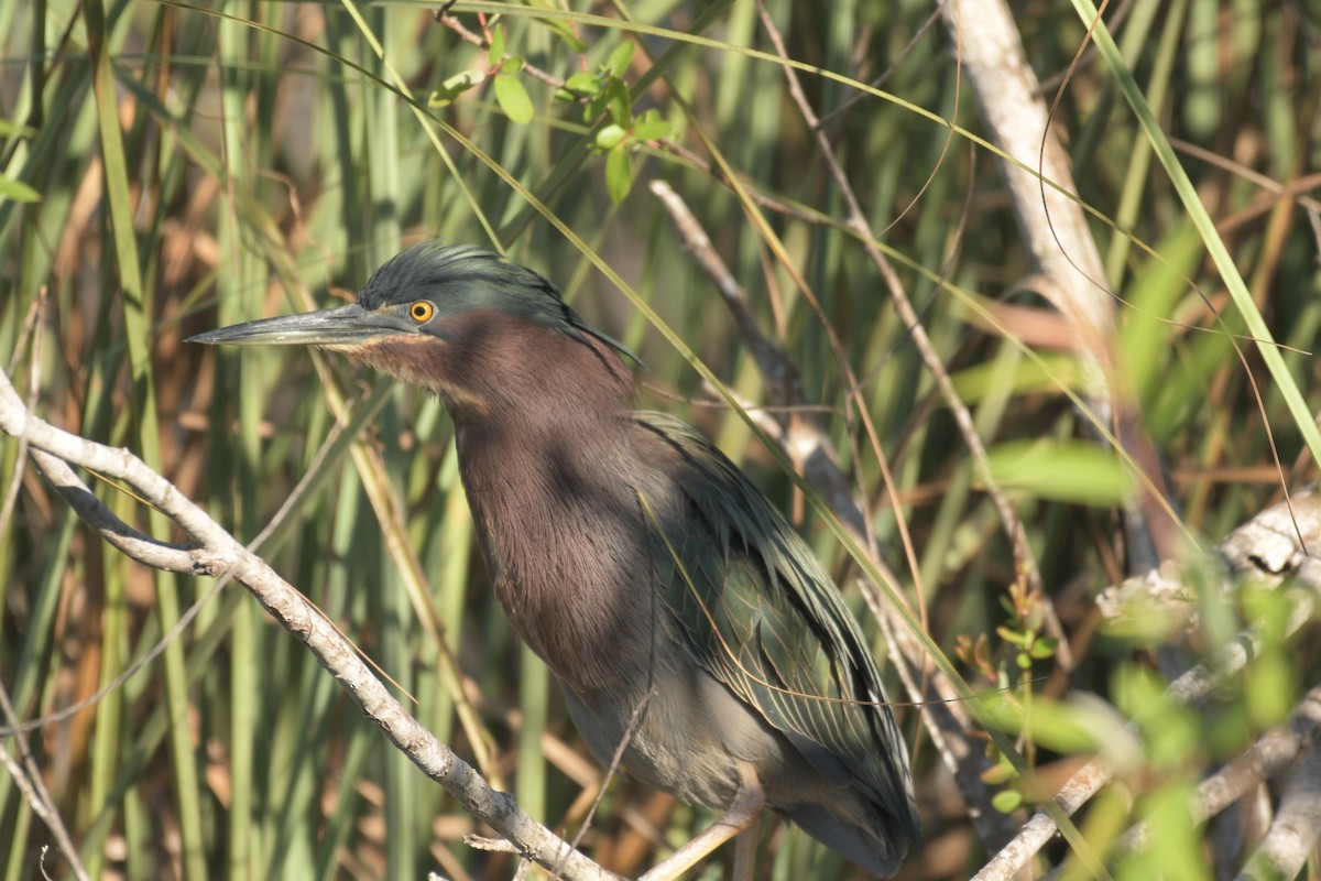 Green Heron - ML352878801