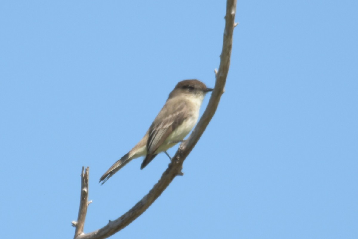 Eastern Phoebe - ML352879981