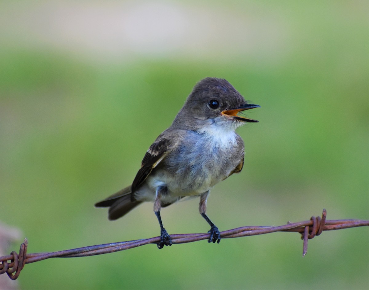 Eastern Phoebe - ML352880631